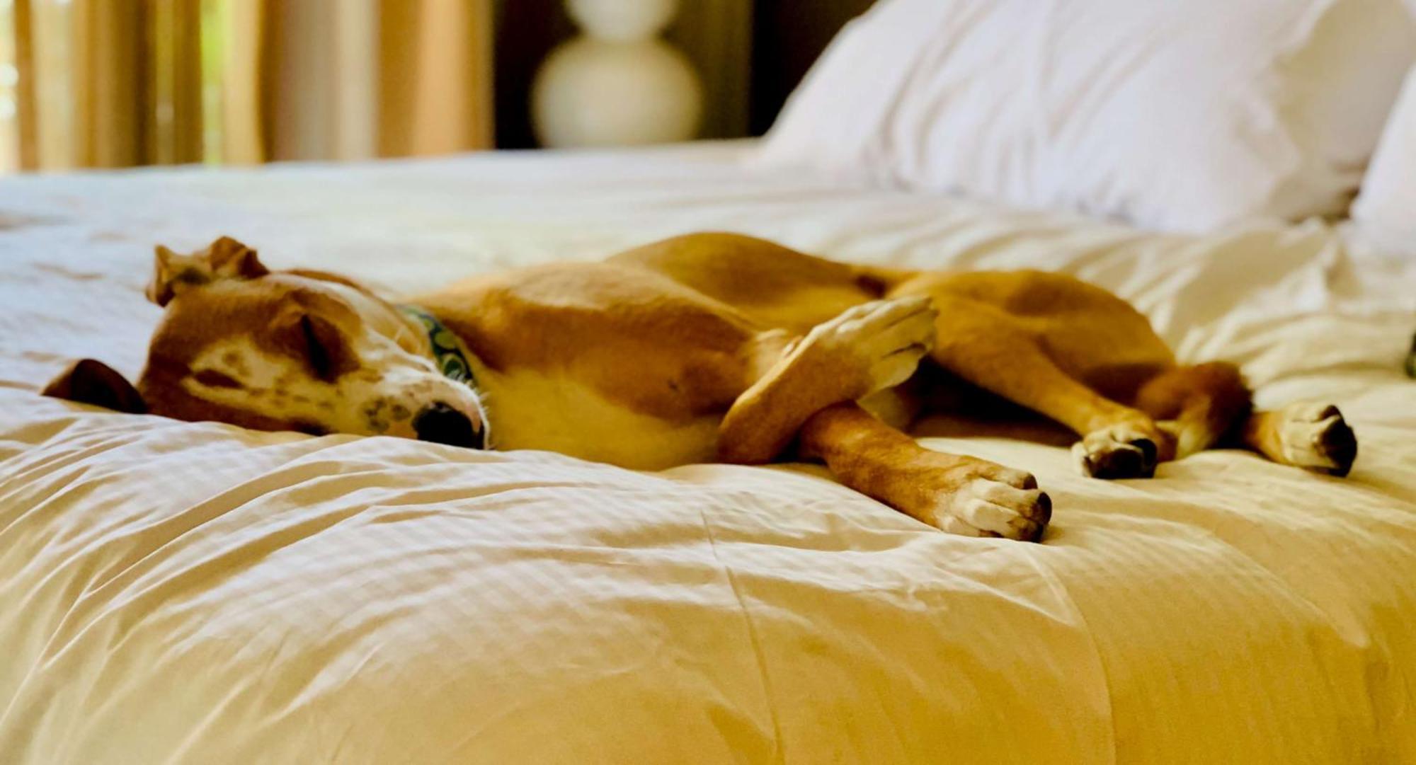 Sonesta Simply Suites Dallas Richardson المظهر الخارجي الصورة
